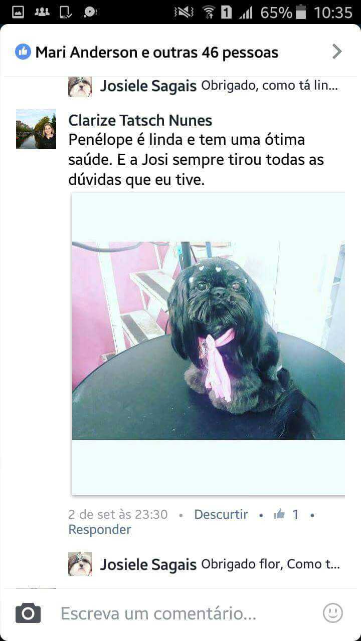 Filhotes Em Novos Lares
