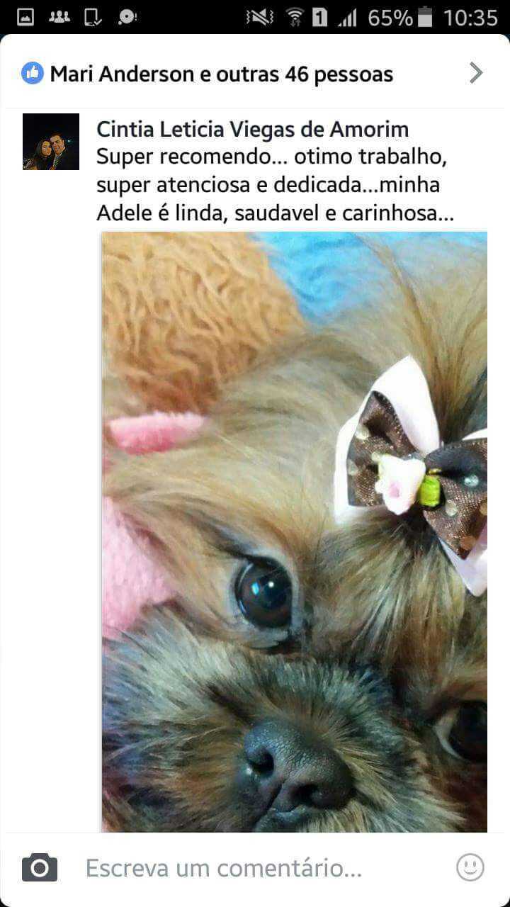 Filhotes Em Novos Lares