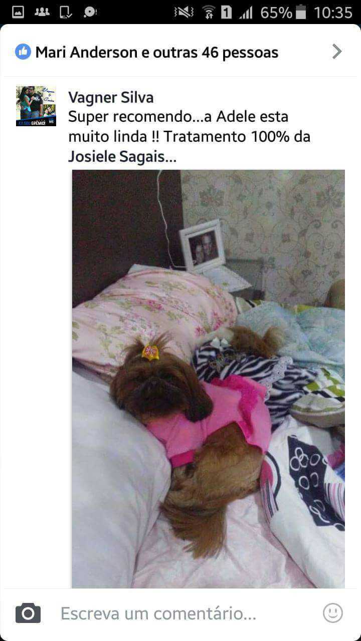 Filhotes Em Novos Lares