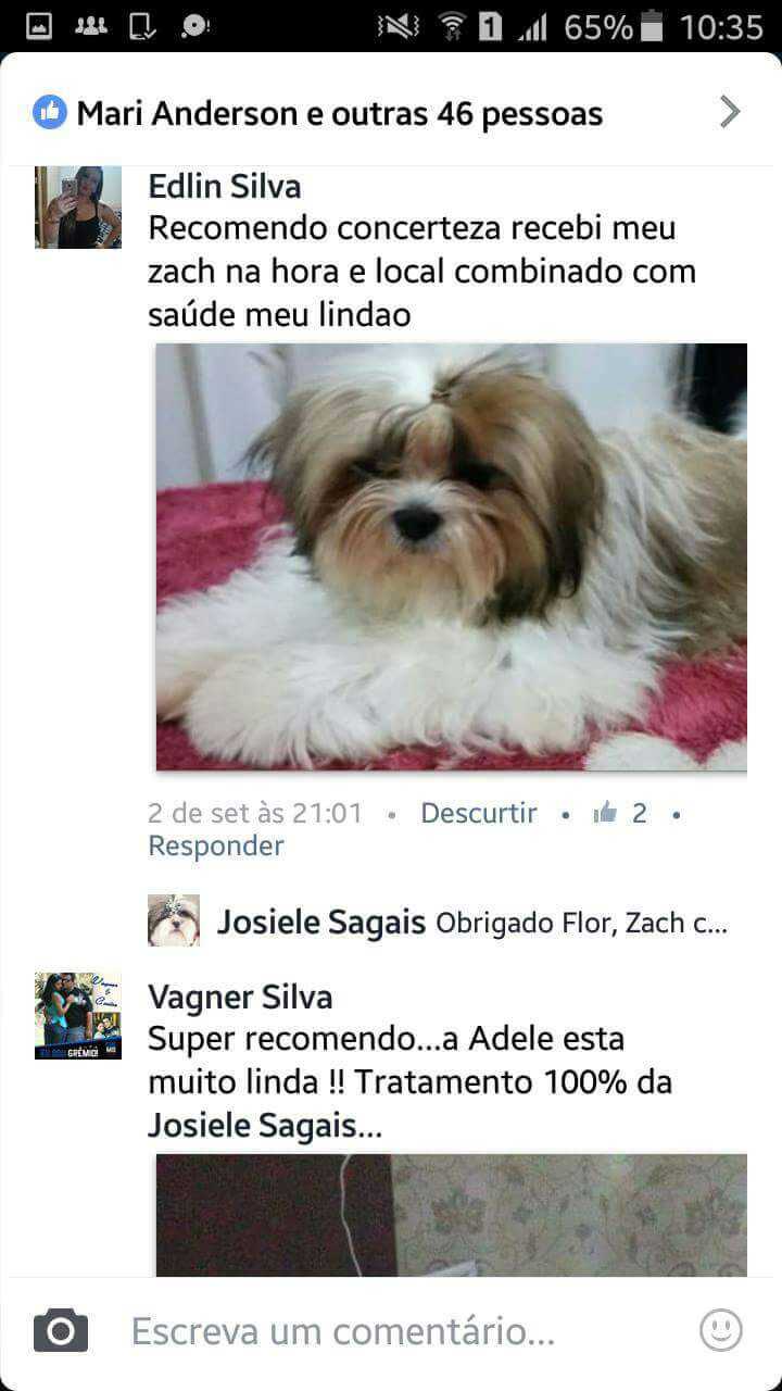 Filhotes Em Novos Lares