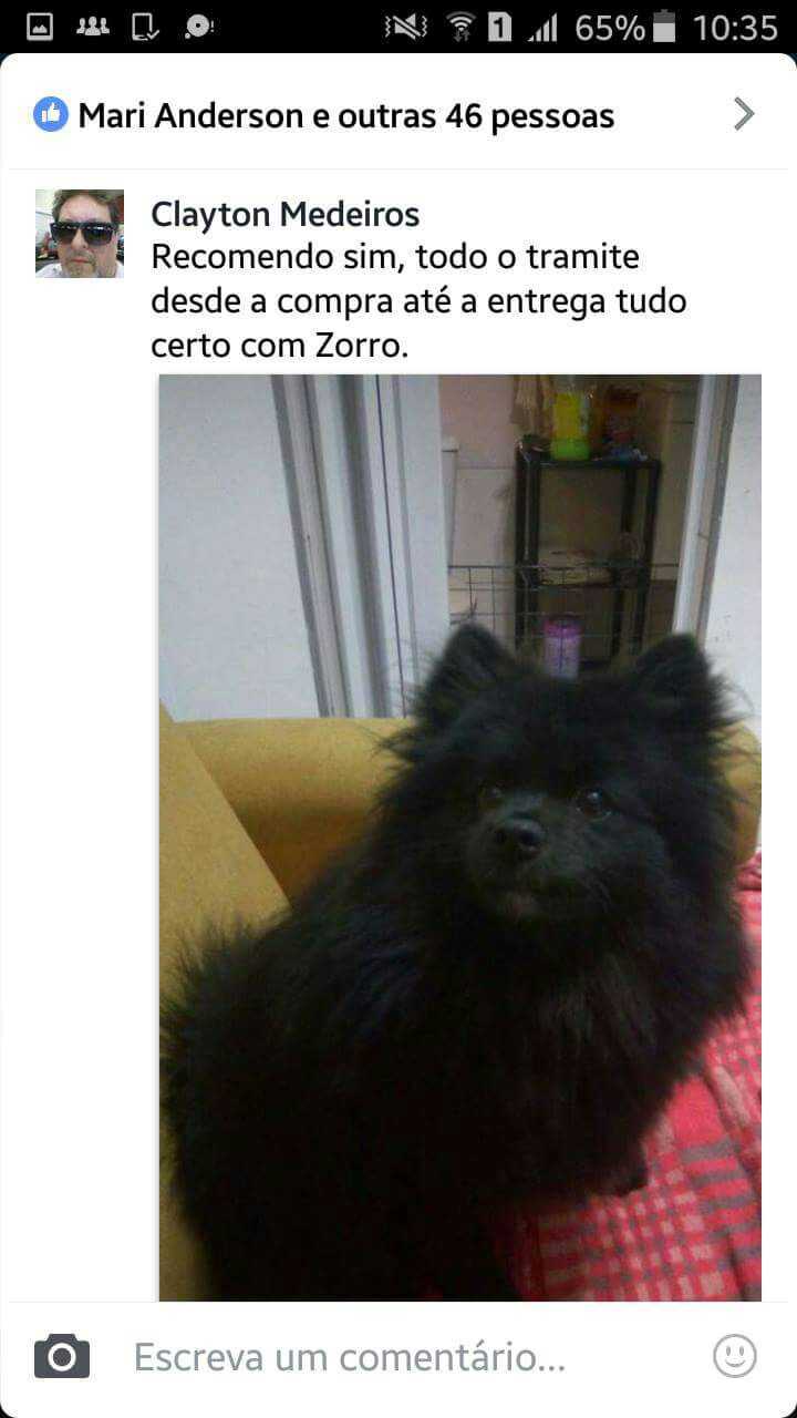 Filhotes Em Novos Lares