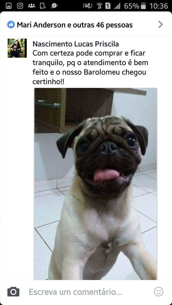 Filhotes Em Novos Lares