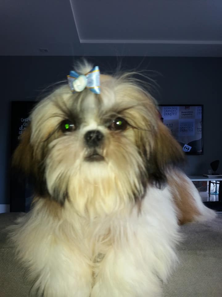 Neto lindo Apollo.
Raça ; Shih Tzu.
Mora em Porto alegre/RS
Proprietária: Marilise Bueno.