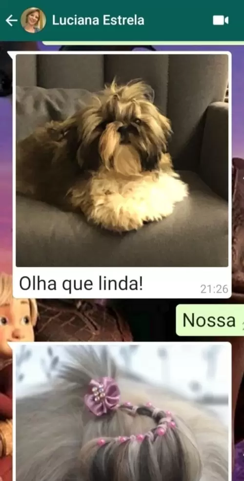 Filhotes Em Novos Lares