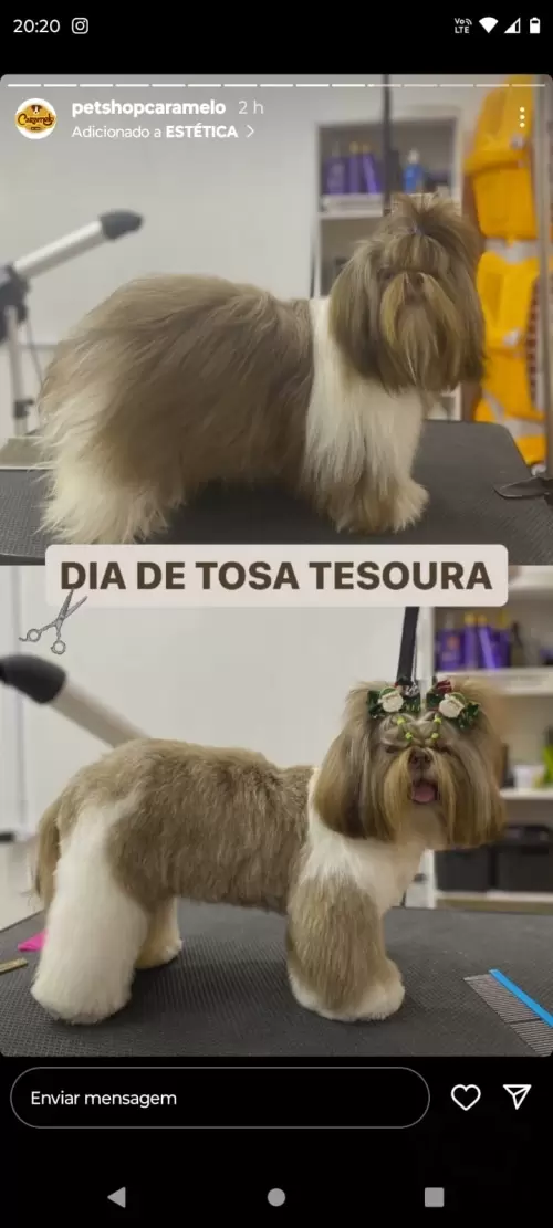 Filhotes Em Novos Lares