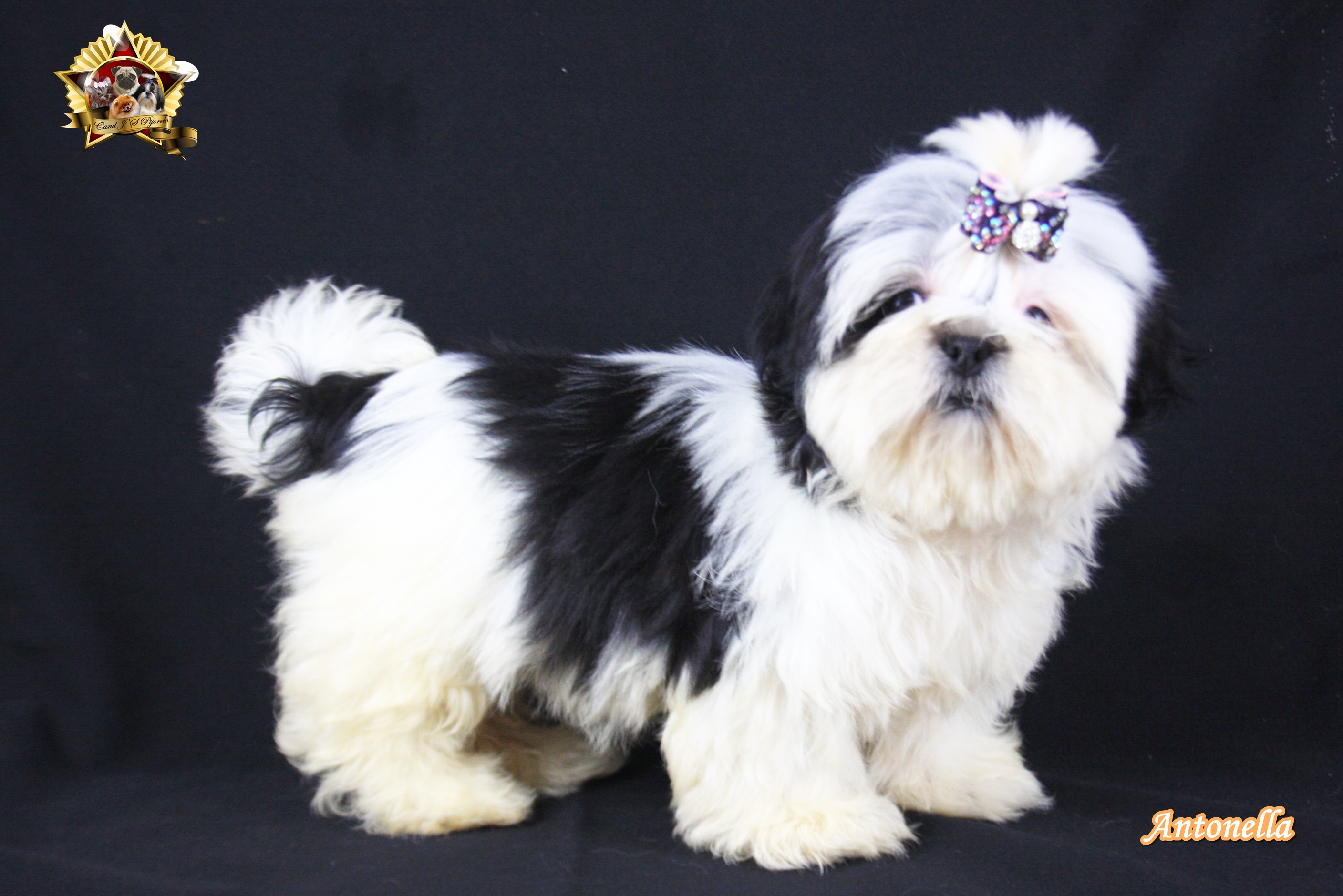 Antonella agora chama-se MAYA
Está com sua nova familia morando em Taquara/RS


Raça: Shih Tzu
Proprietária: Jaqueline Langlois