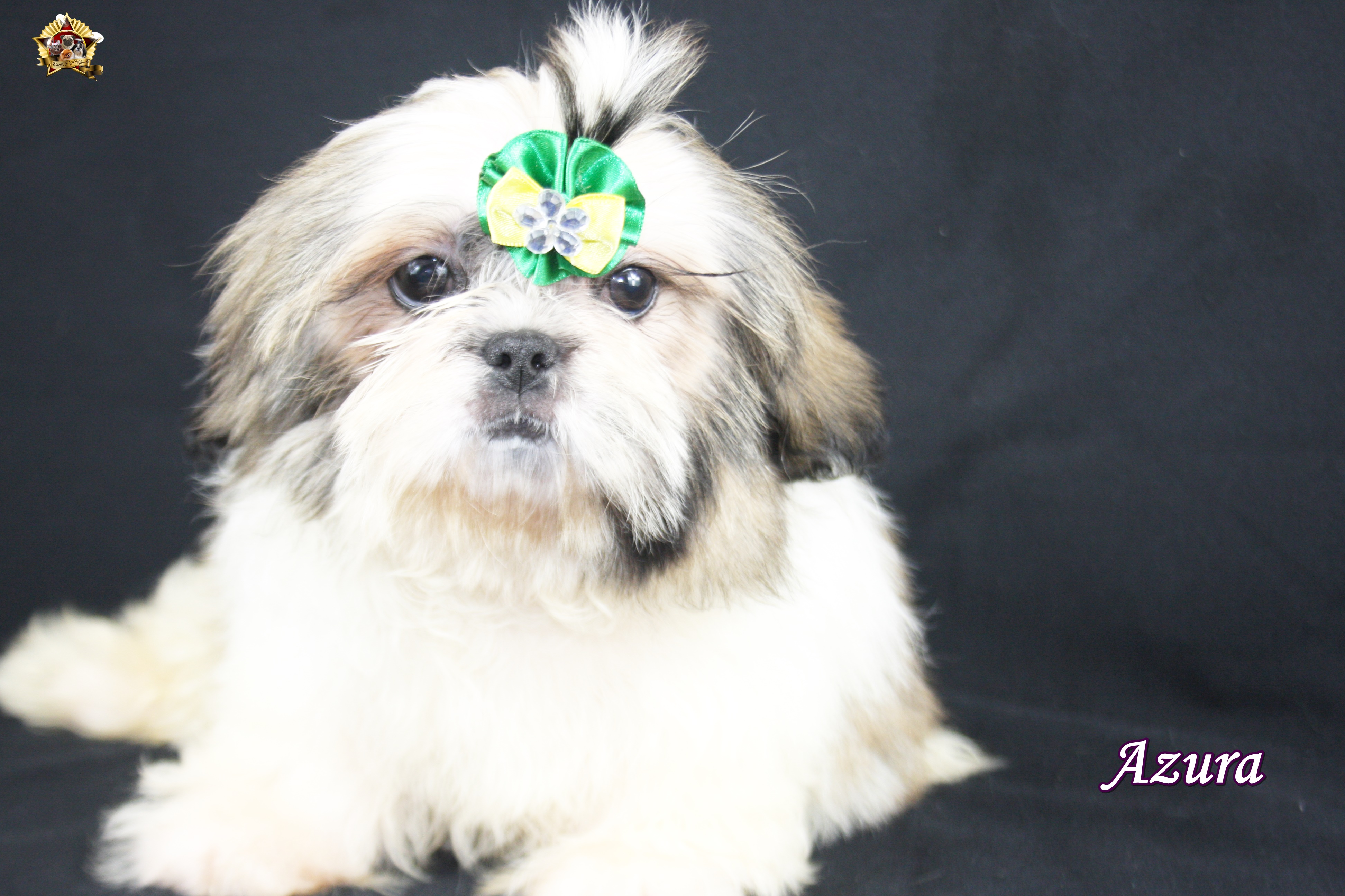 <3 Azura <3 VENDIDA
Já está com sua nova familia em cachoeirinha/RS
Foi amor a primeira vista
Serás muito amada
Obrigada Caroline por escolher nosso canil :)

Raça: Shih Tzu
